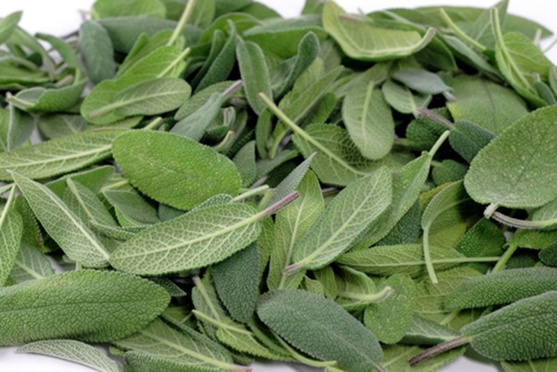 salvia salvia