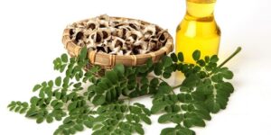 benefícios do oleo das folhas de moringa