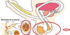 receitas caseiras para eliminar a disfunçao eretil