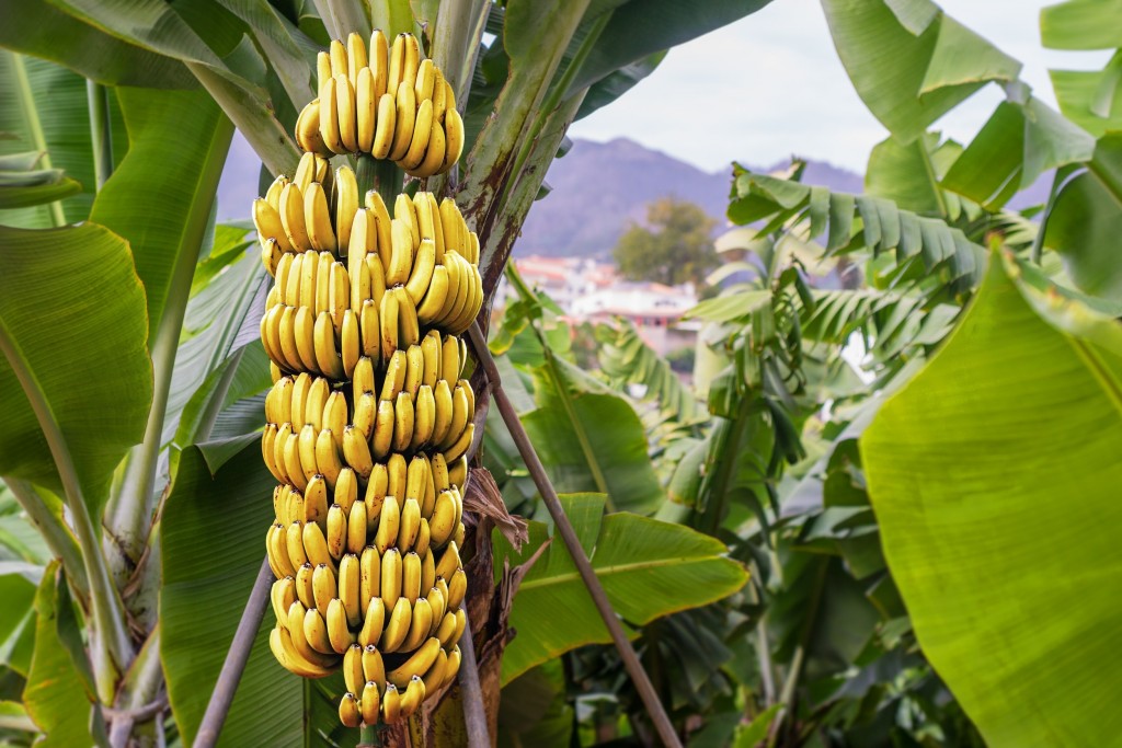 benefícios de comer bananas