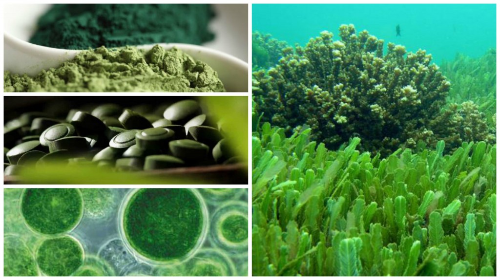 beneficios da chlorella