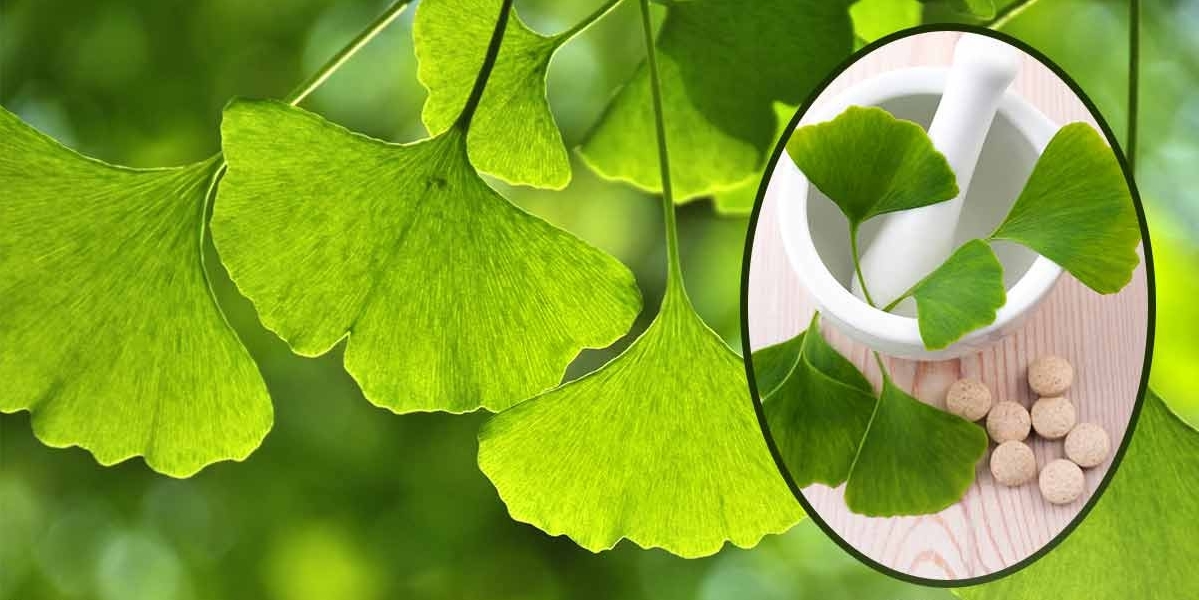 Ginkgo biloba beneficio