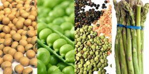 legumes ricos em proteina