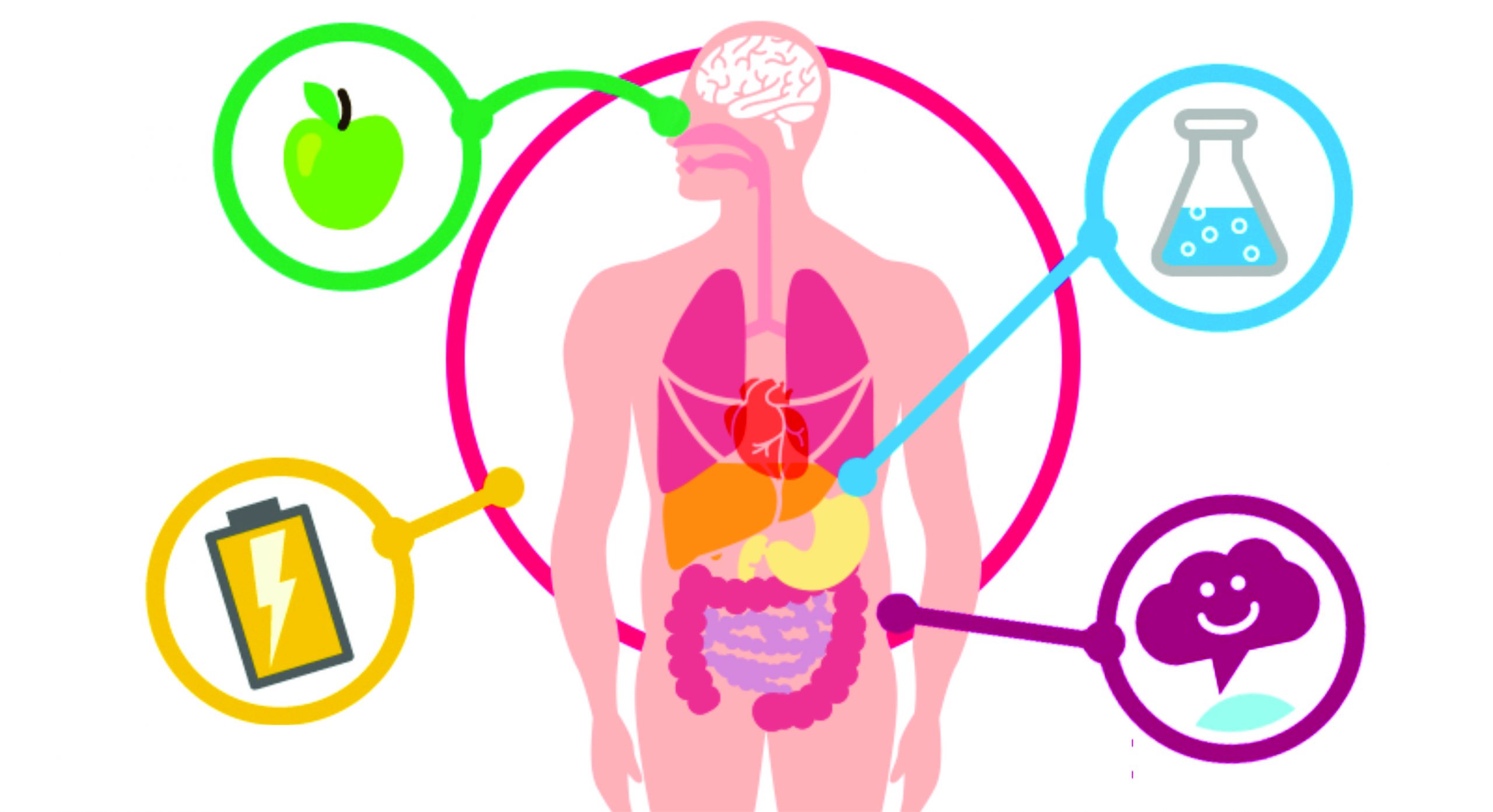 alimentos para acelerar o metabolismo