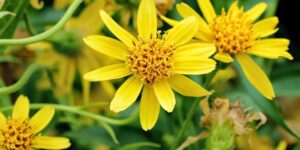 arnica