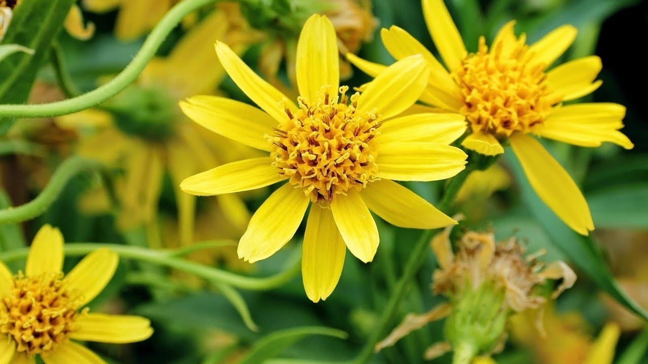 arnica