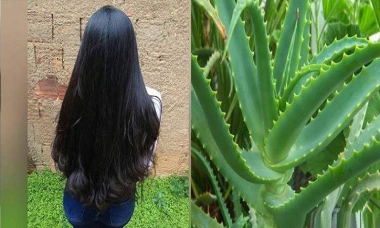 Benefícios da Babosa no Cabelo Benefícios da Babosa no Cabelo