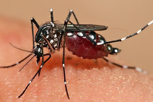 sintomas-da-dengue