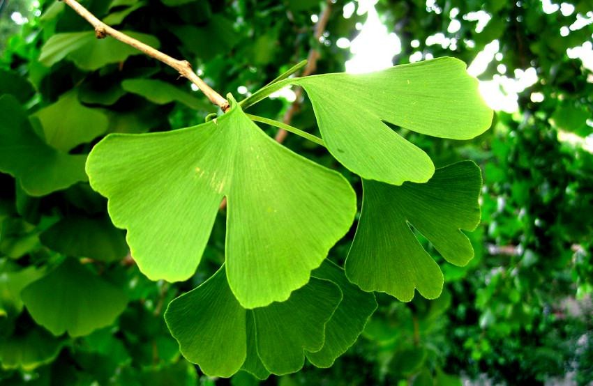 benefícios da ginkgo biloba