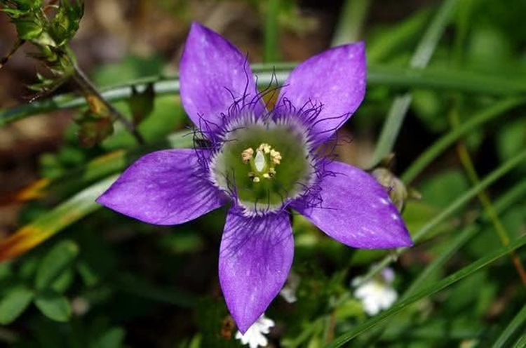 violeta genciana