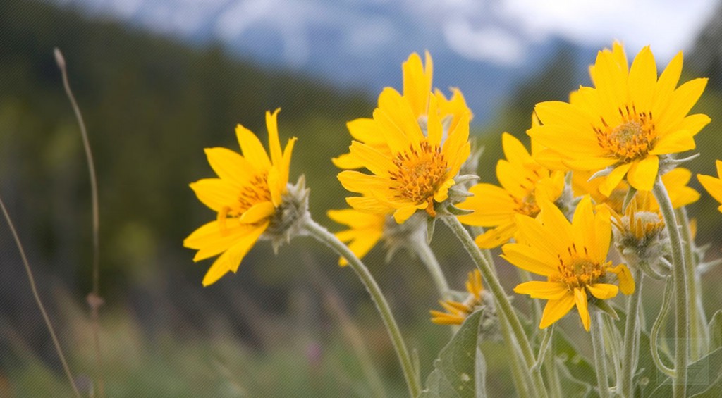 arnica montana para que serve