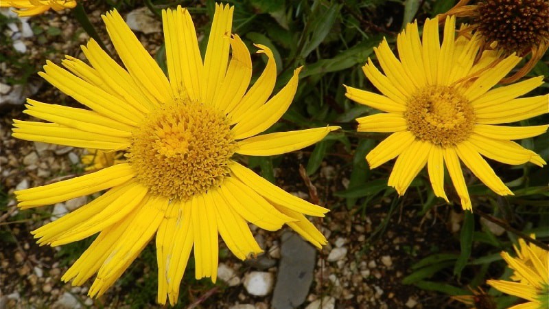 arnica montana