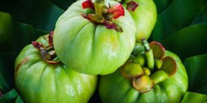 benefícios da garcinia cambogia