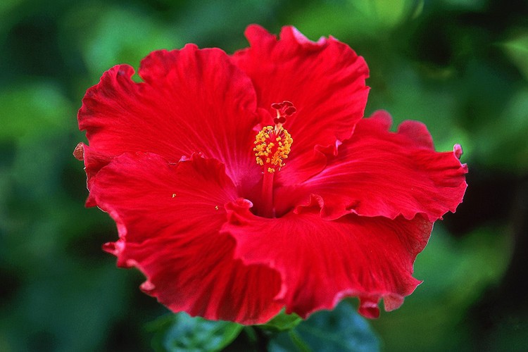 receita de cha de hibisco para emagrecer