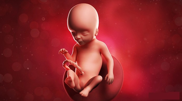 desenvolvimento do bebê na 17 semana de gestação