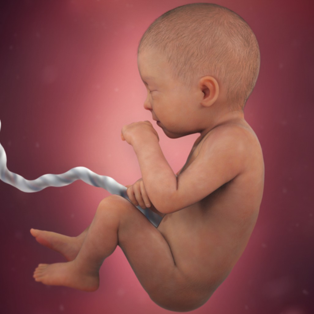 desenvolvimento do bebe com 31 semanas de gestaçao