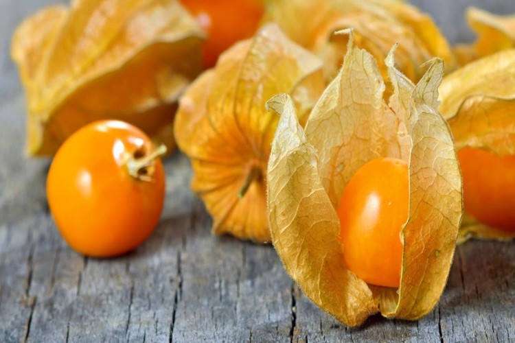 physalis