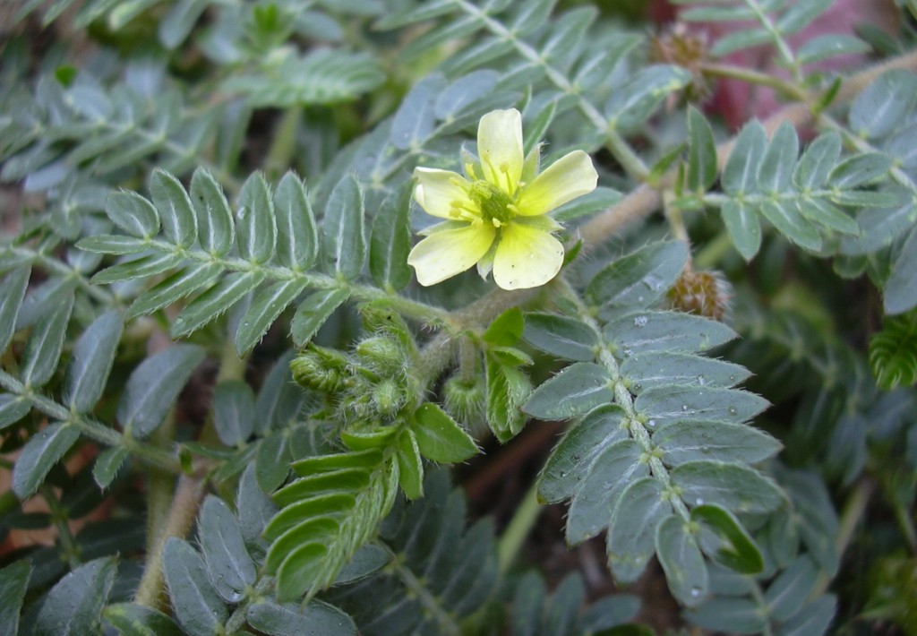 tribulus terrestris 1