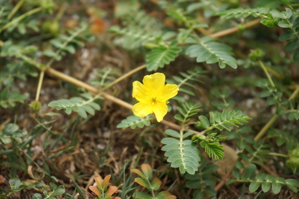 Tribulus Terrestris