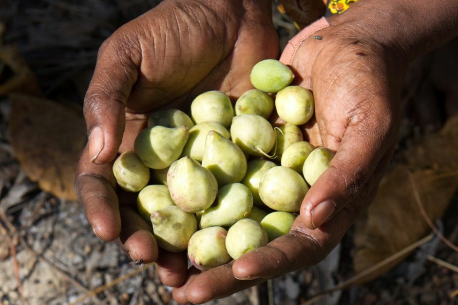 Como usar uma ameixa de kakadu?