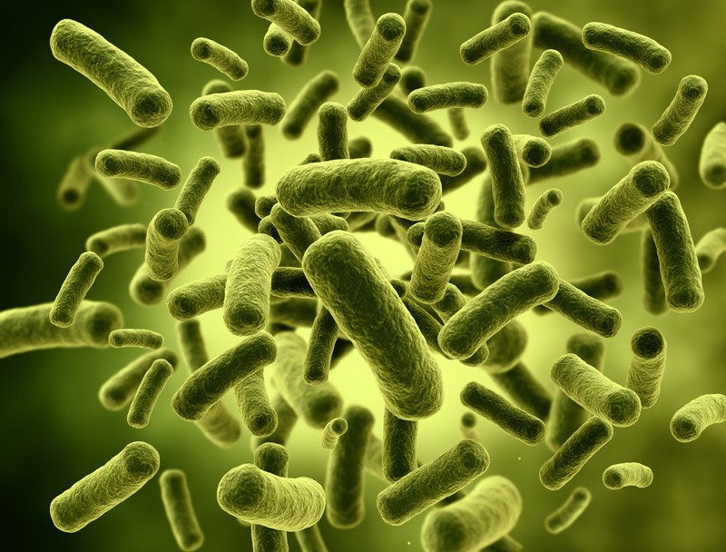 Bifidobacteria O Que é Para Serve E Efeitos Colaterais Dicas 
