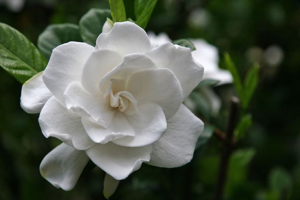 Gardênia Gardênia
