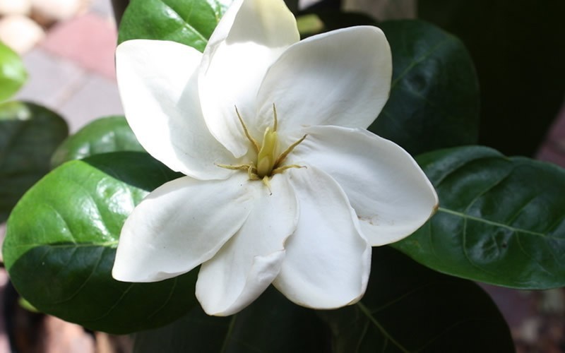 Gardênia Gardênia