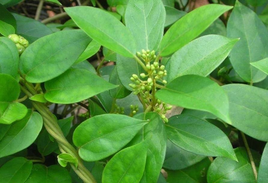 benefícios da gymnema sylvestre