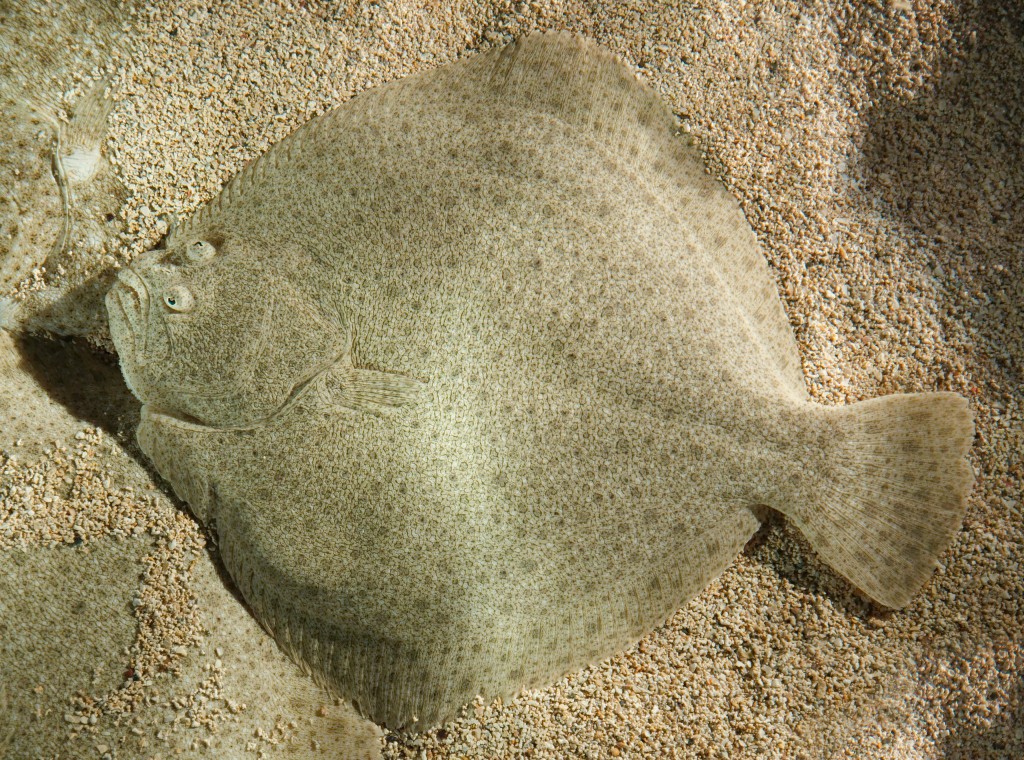 Razões Para Evitar o Peixe Solha