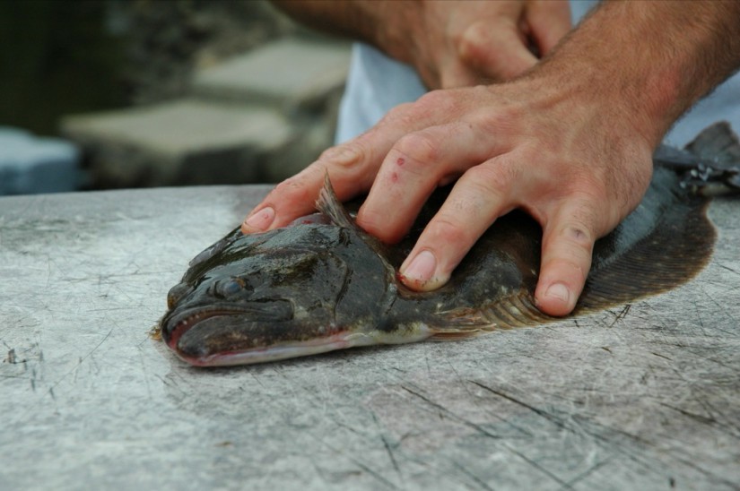 Peixe Solha