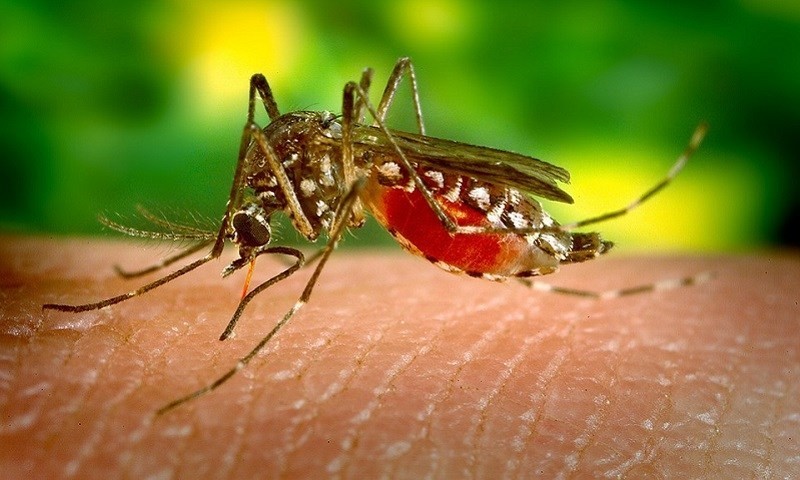 Principais Repelentes de Mosquito Caseiros Naturais!