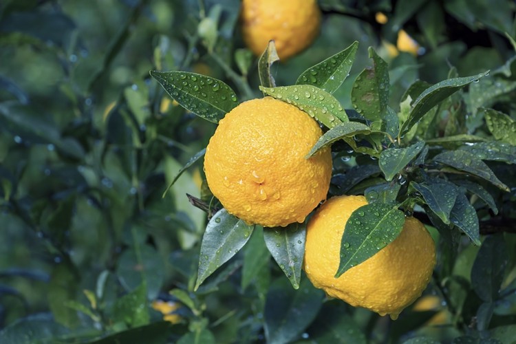 benefícios da fruta yuzu para saúde