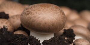cogumelos-cremini