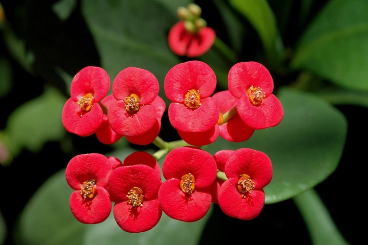 coroa de cristo é uma planta toxica