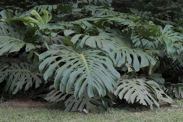 Costela de adao planta