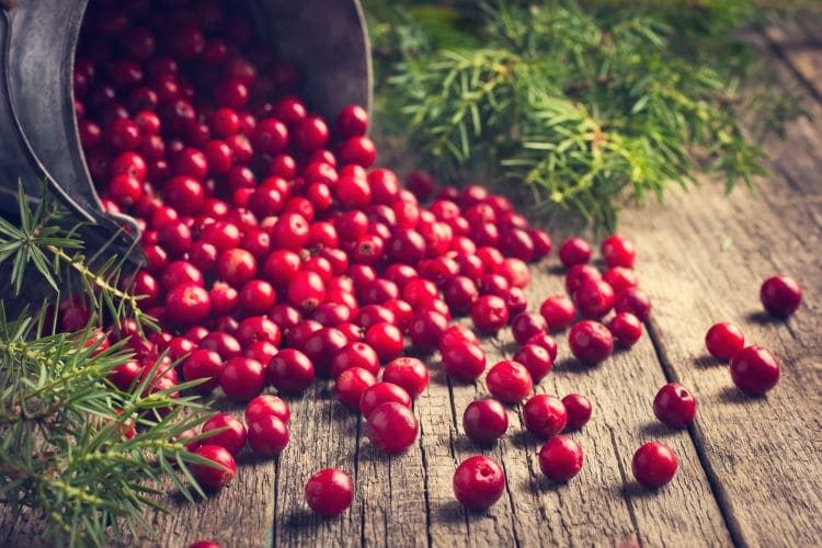 Benefícios do benefícios do cranberry para saúde