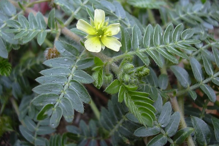 efeitos colaterais do tribulus terrestris