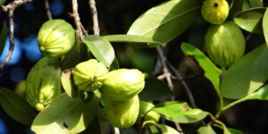 Garcinia Cambogia