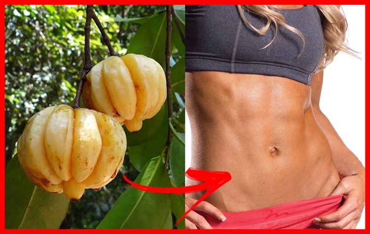 garcinia cambogia ajuda a emagrecer