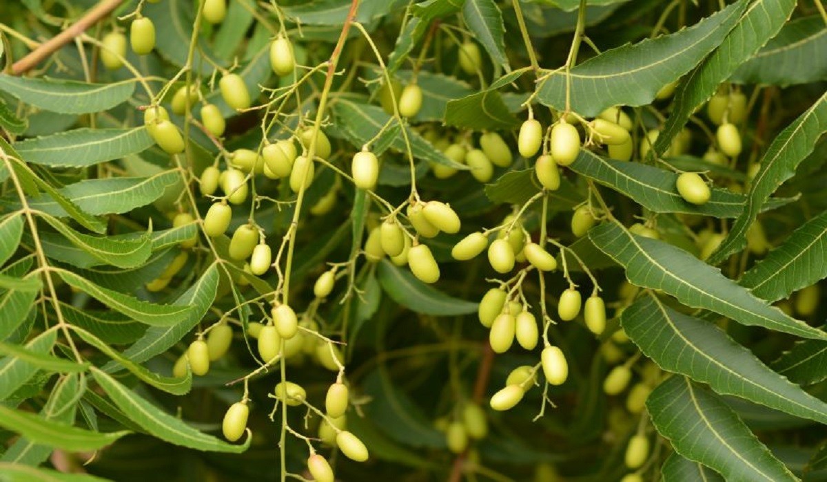 Óleo de Neem em Capsulas