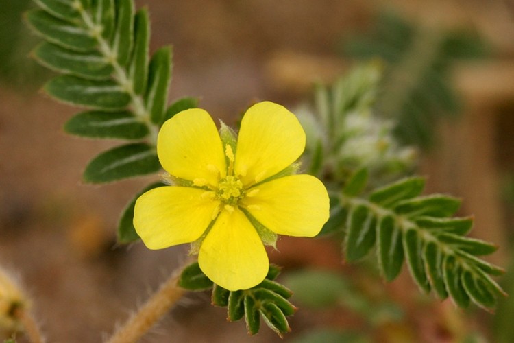 tribulus terrestris