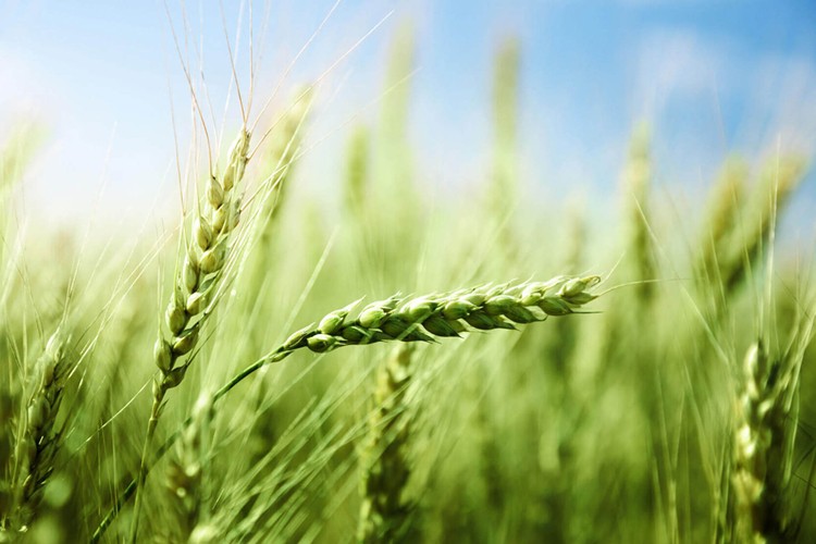 benefícios do trigo verde
