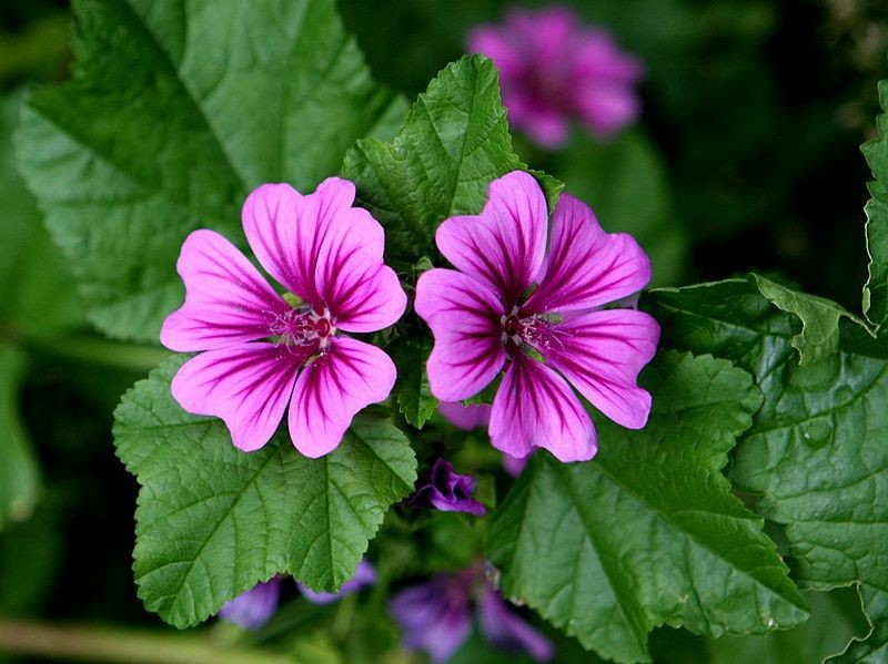 Chá de Malva Chá de Malva