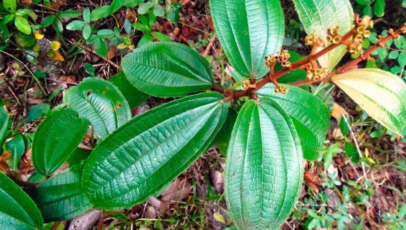 chá de canela de velho