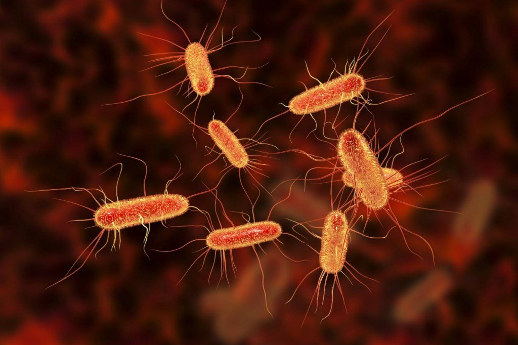 Como Tratar Infecção Intestinal com Três Bebidas Naturais Como Tratar Infecção Intestinal com Três Bebidas Naturais