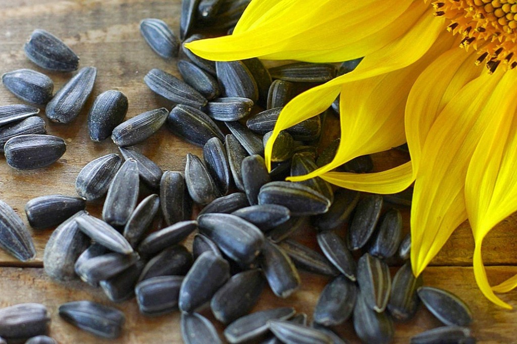 sementes de girassol são um ótimo lanche nutritivo