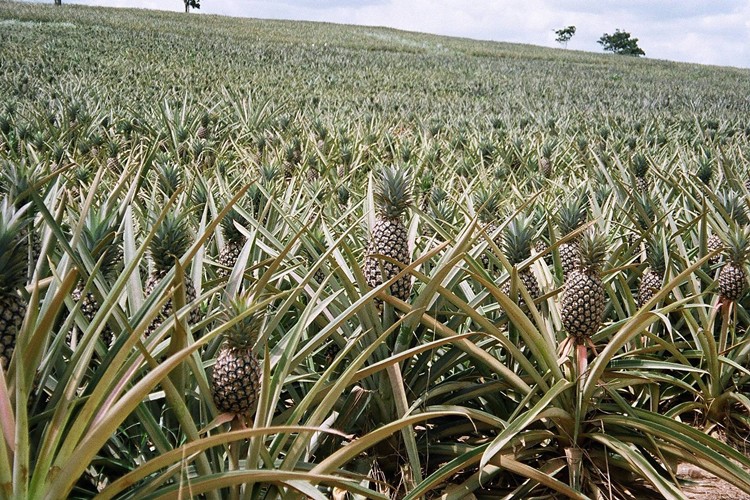 Como Tomar a Bromelaína?