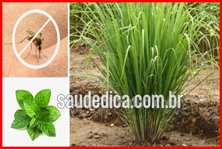 plantas para repelir mosquitos