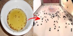 receita caseira para matar as moscas de casa