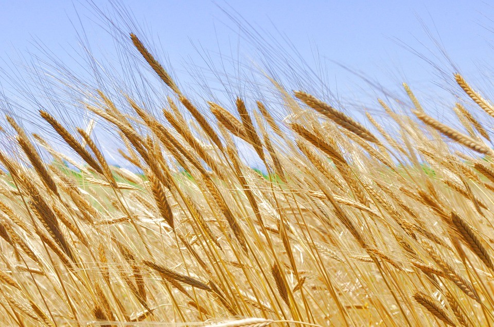 benefícios da farinha einkorn